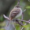 Tyrant Flycatchers